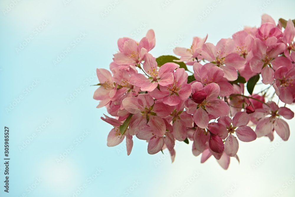 Close up pink Asian wild crabapple tree blossom