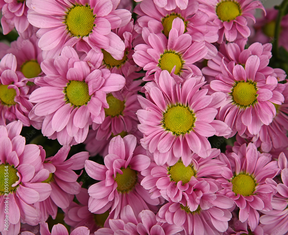 Close up background of pink chrysanthemum flowers