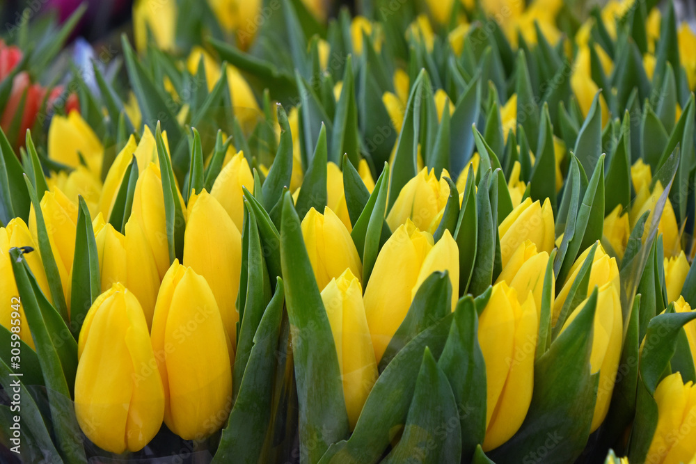 Yellow fresh tulip flowers with green leaves