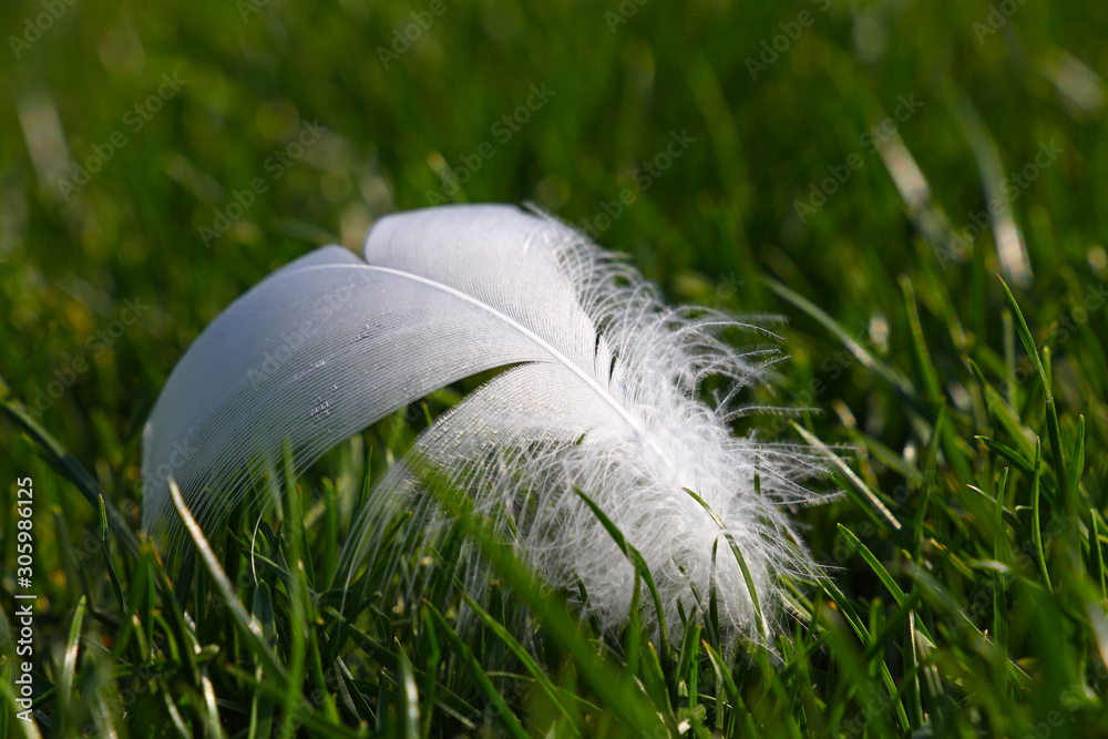 Close up white feather in green grass