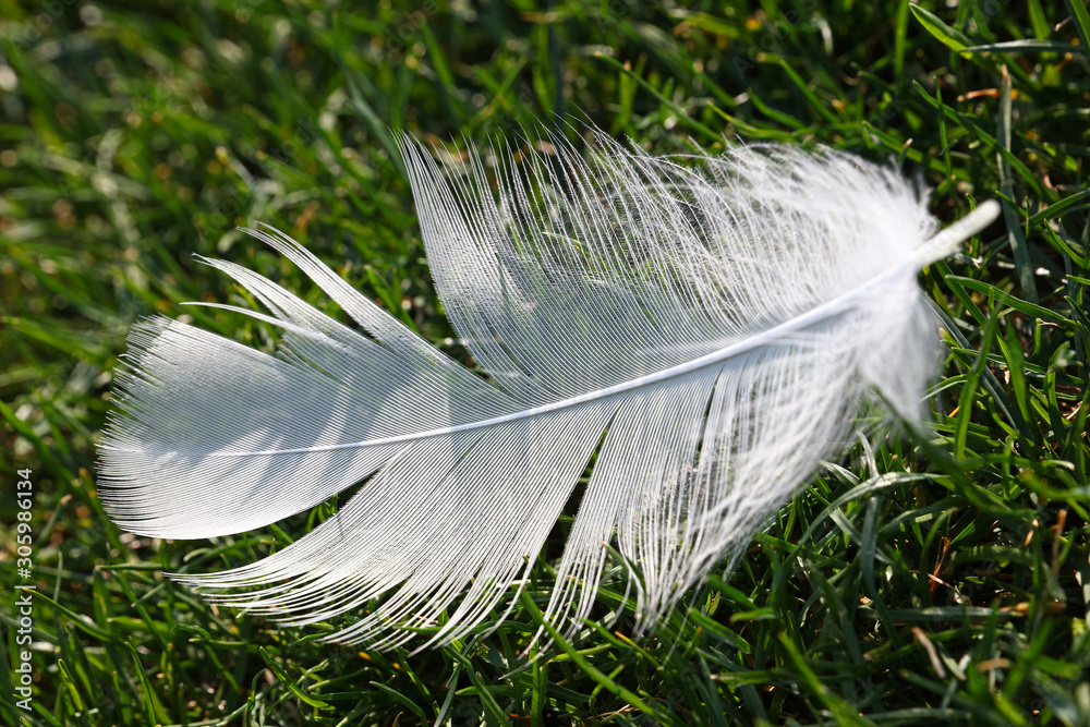 Close up white feather in green grass