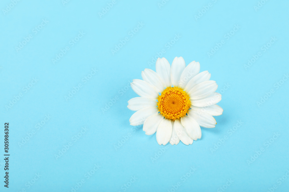 Close up one chamomile flower over blue