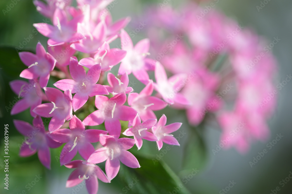 Delicate Pink pentas flora flower 