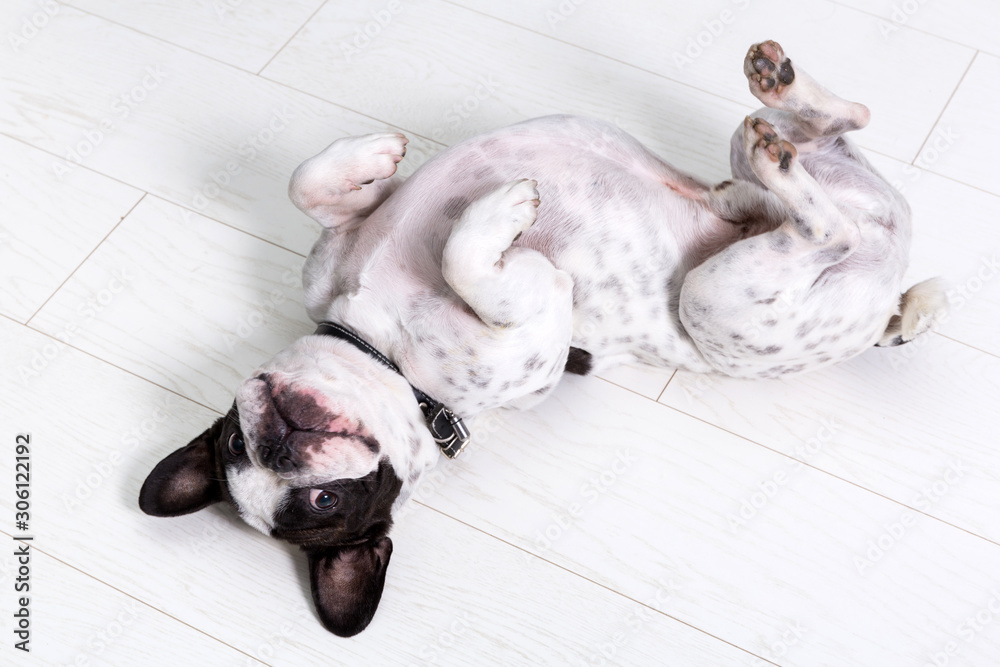 Adorable french bulldog posing on the floor