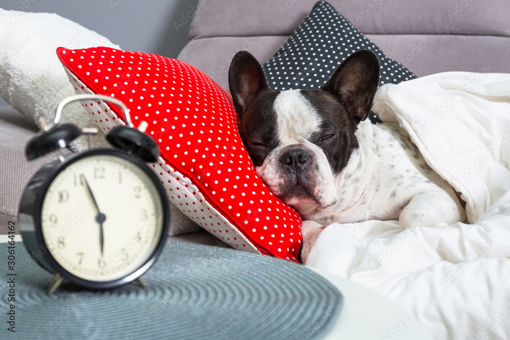 French bulldog sleeping in the bed with alarm clock