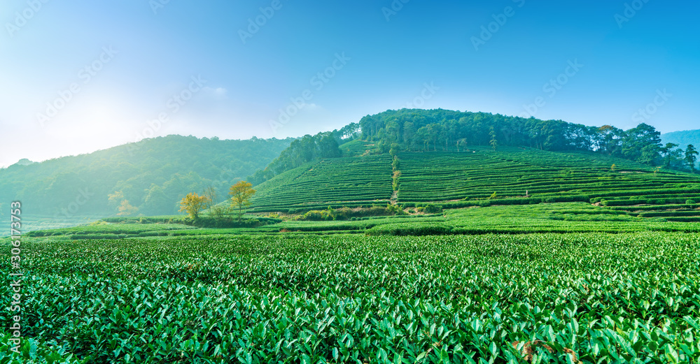 Origin of Longjing tea in West Lake of Hangzhou..