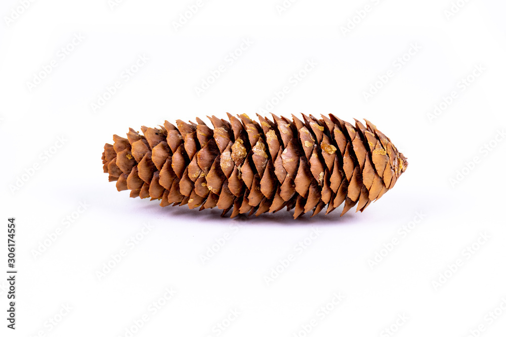 A brown fir cone isolated on white background