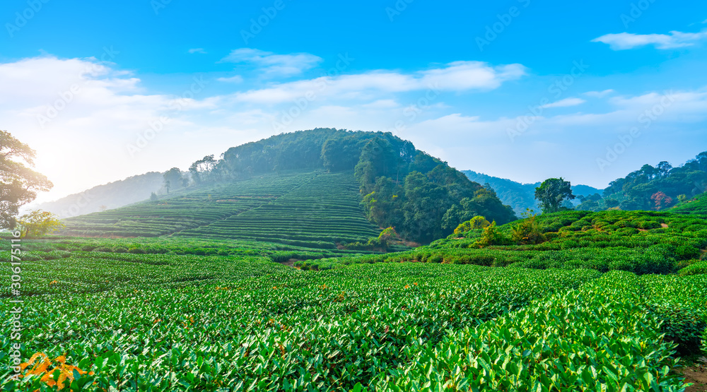 杭州西湖龙井茶的原产地……