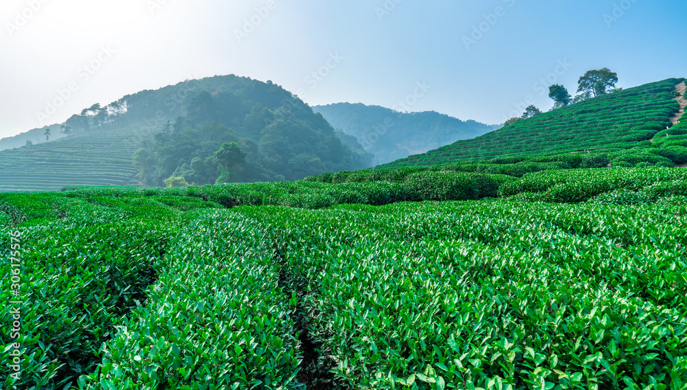 杭州西湖龙井茶的原产地……