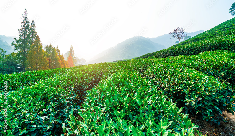 杭州西湖龙井茶的原产地……