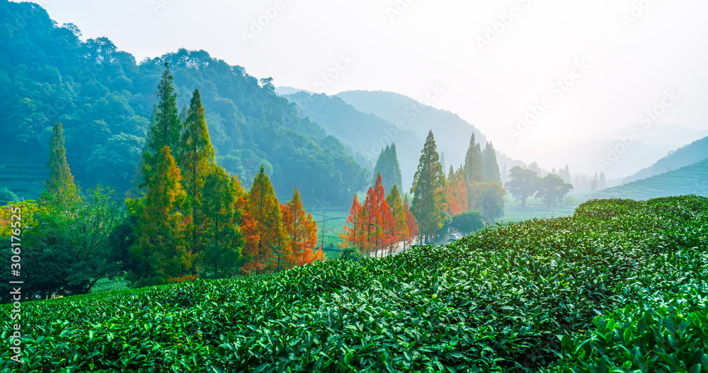 杭州西湖龙井茶的原产地……