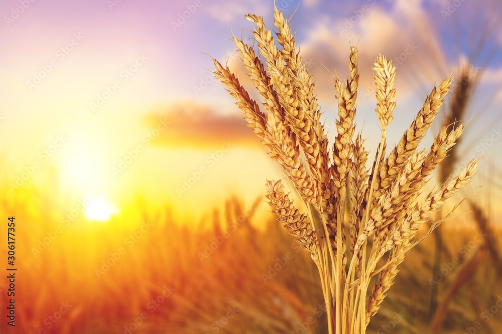 Sun Shining over Golden Barley on Sunset background