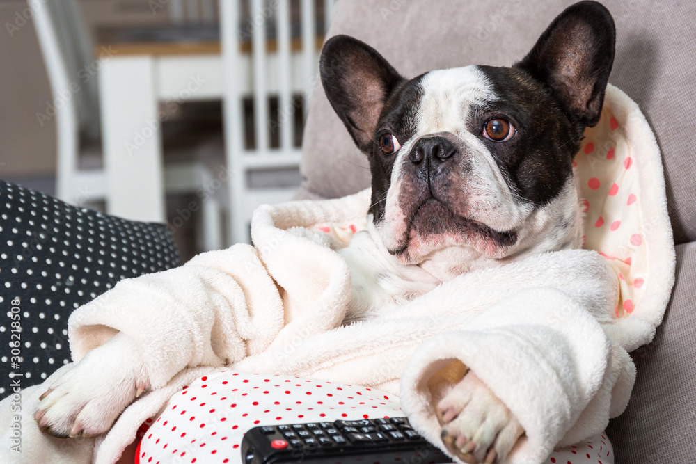 French bulldog in bathrobe watch tv with remote control in paw on the arm chair