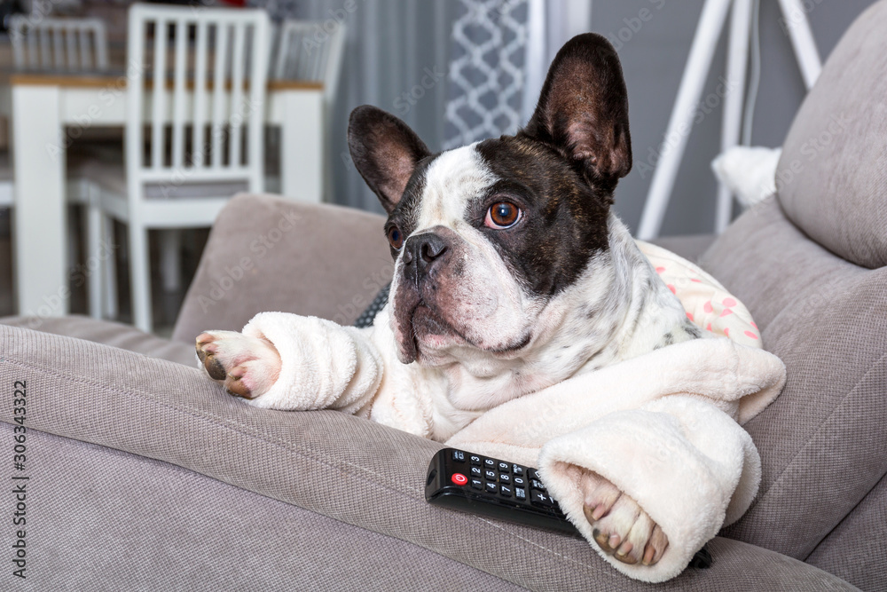 French bulldog in bathrobe watch tv with remote control in paw on the arm chair