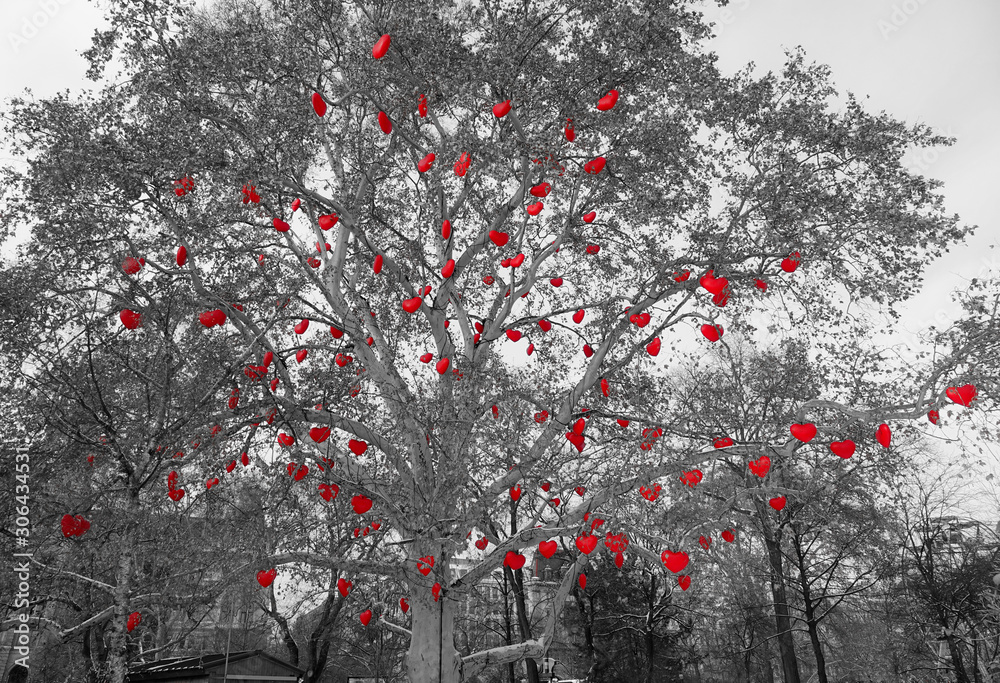 CLOSE UP: Cool black and white shot of heart ornaments hanging from a tree.