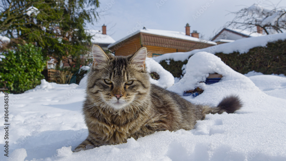 特写：棕色虎斑猫躺在新鲜的雪地里，环顾后院。