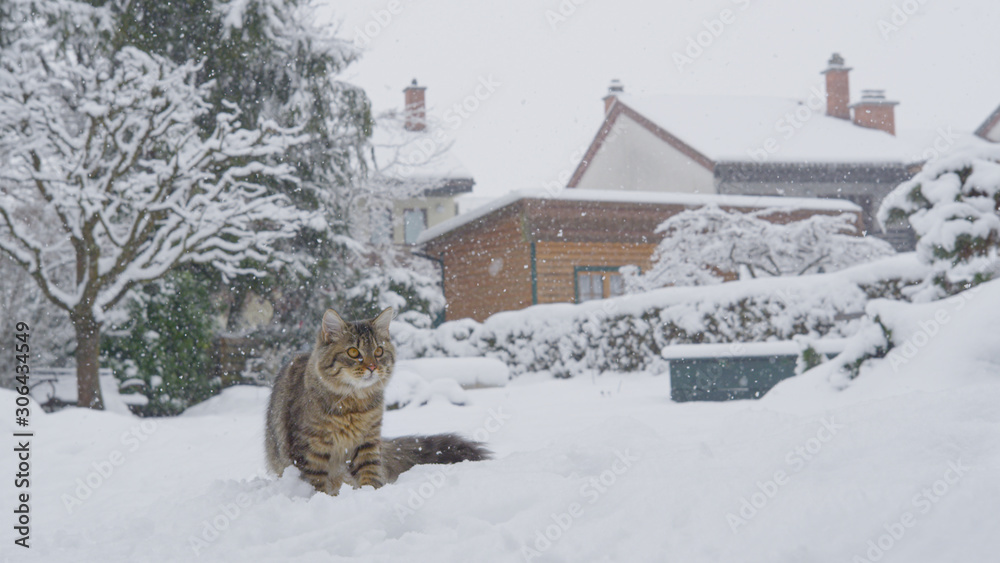 COPY SPACE: Cute brown house cat looks around the backyard during a snowstorm.