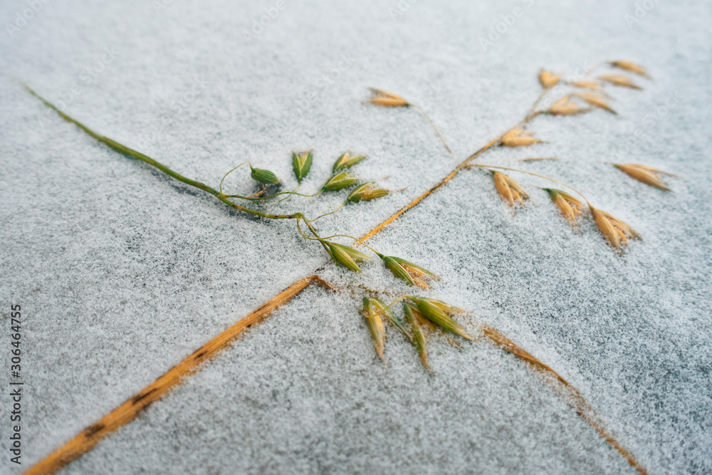 雪或雾霾霜冻表面的黄色和绿色燕麦