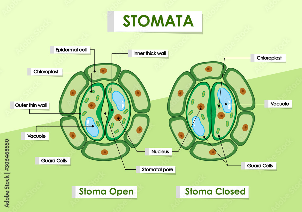 Diagram showing details of plant cell