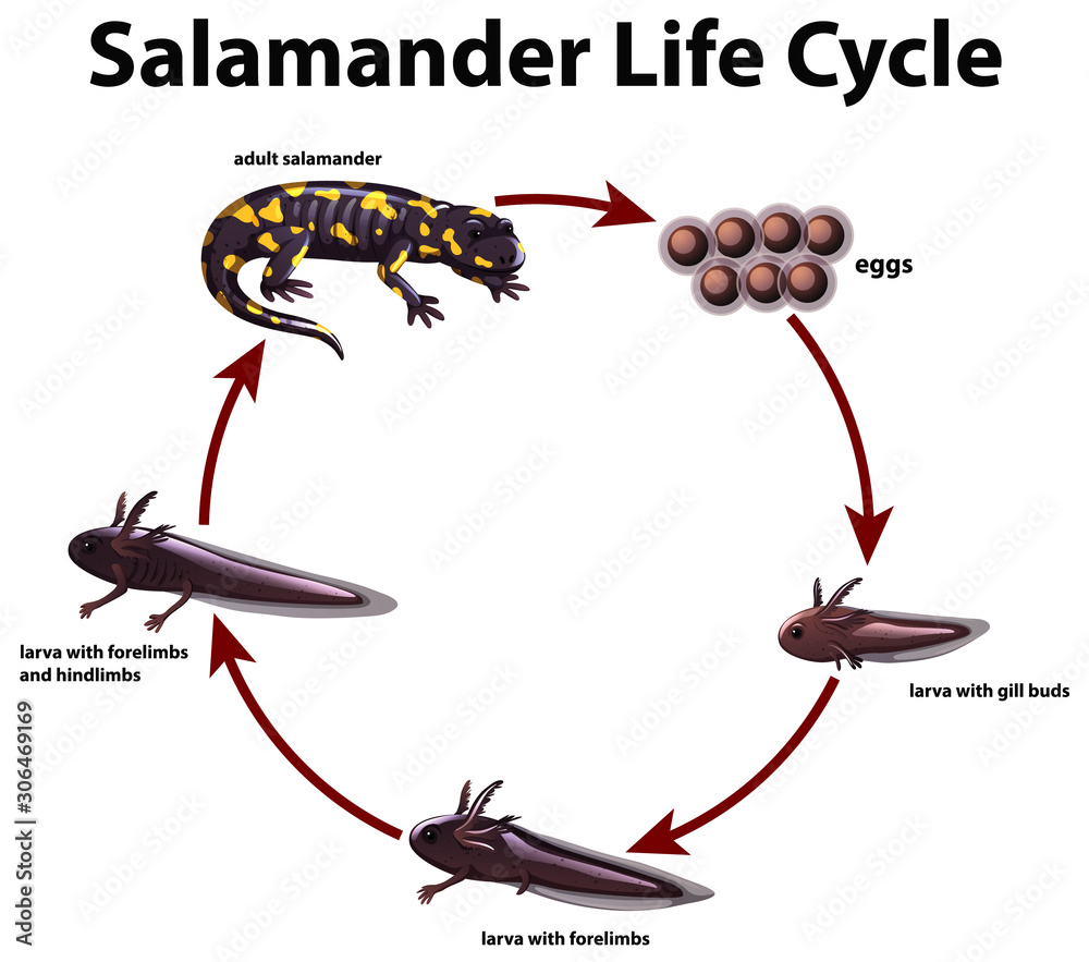 蝾螈生命周期示意图