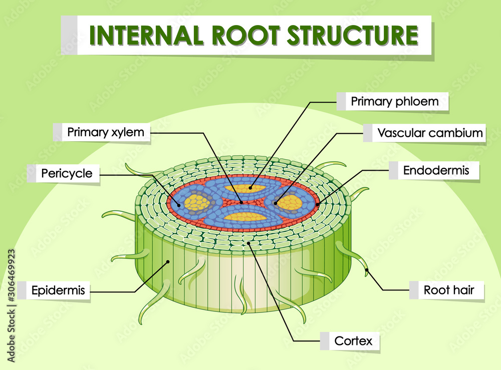 内部根部结构示意图