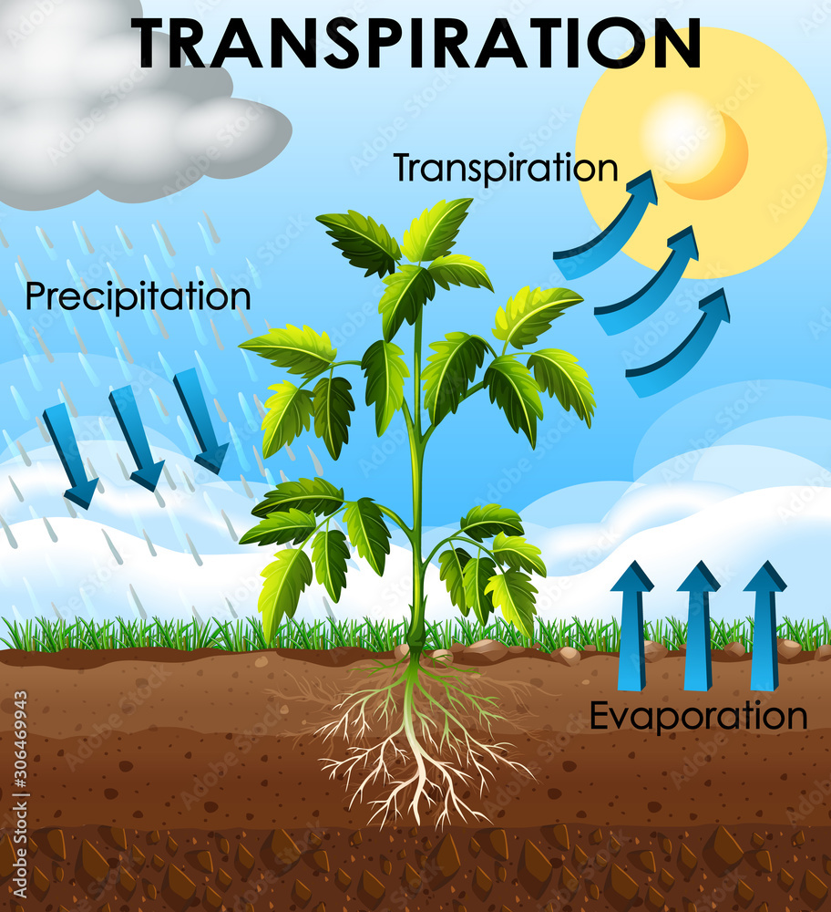 植物蒸腾作用示意图