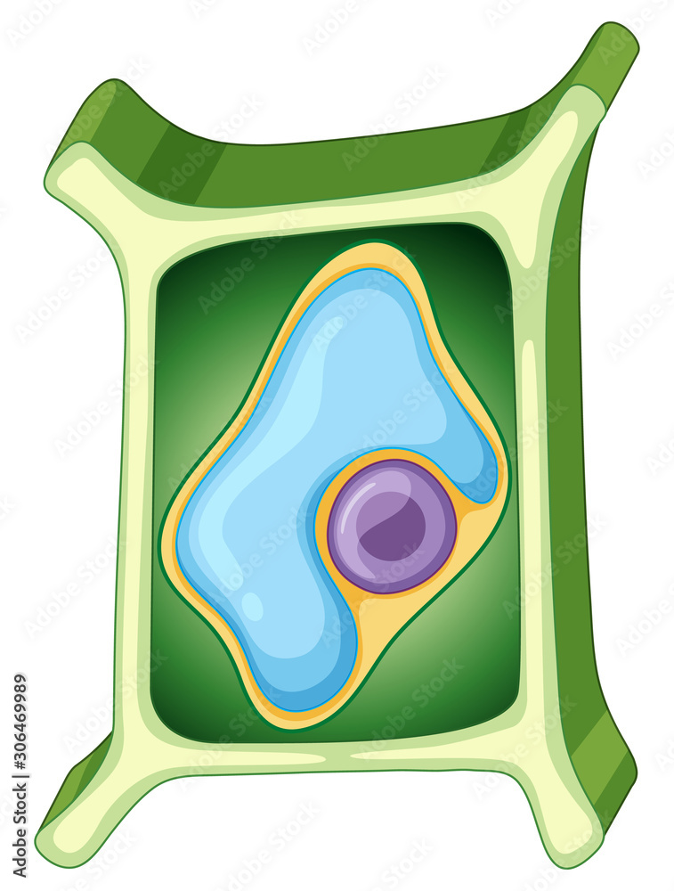 白底植物细胞图