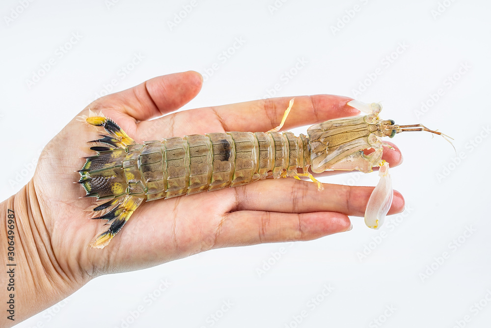 Hand holding a fresh seafood pippi