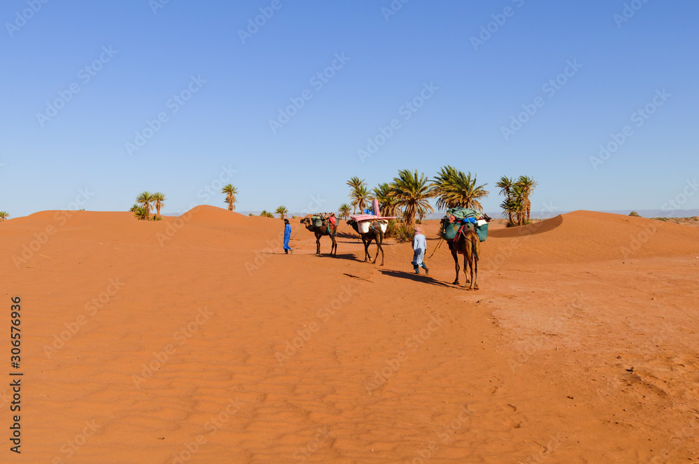 Camel caravan in the Sahara / Camel caravan with palm trees and sand dunes in the Sahara, Morocco, A