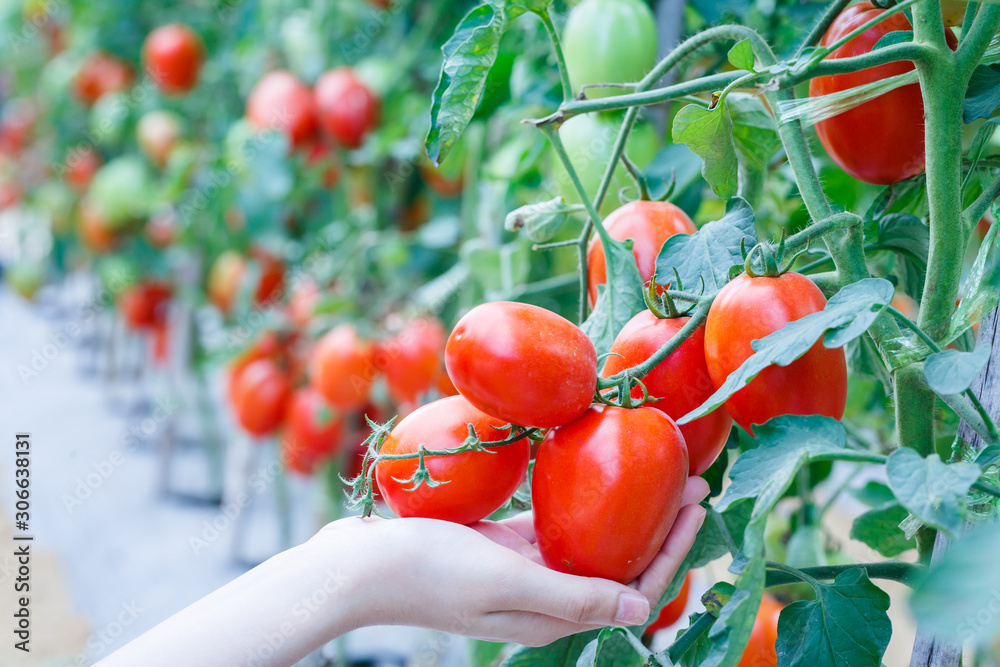 woman hand picking ripe red tomatoes in green house farm