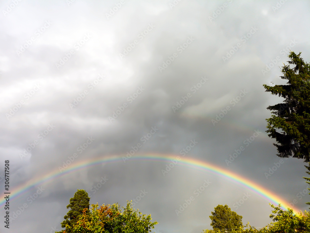 rainbow over the trees