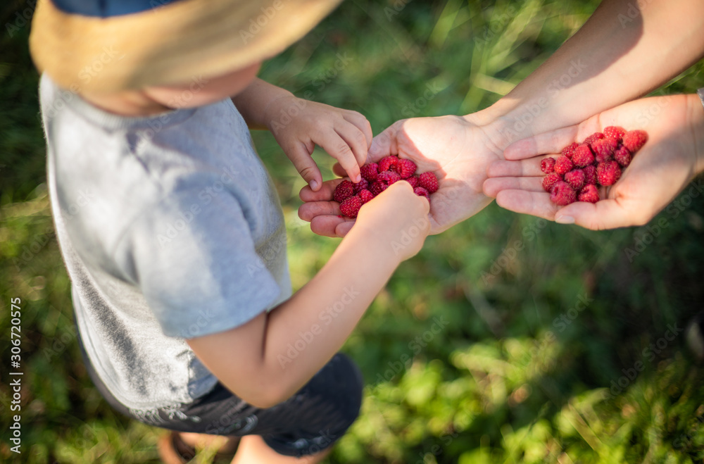 Mom gives fresh raspberry to her child in backyard garden