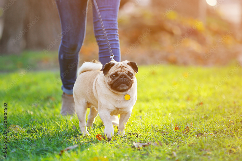 Cute pug dog with owner walking in park