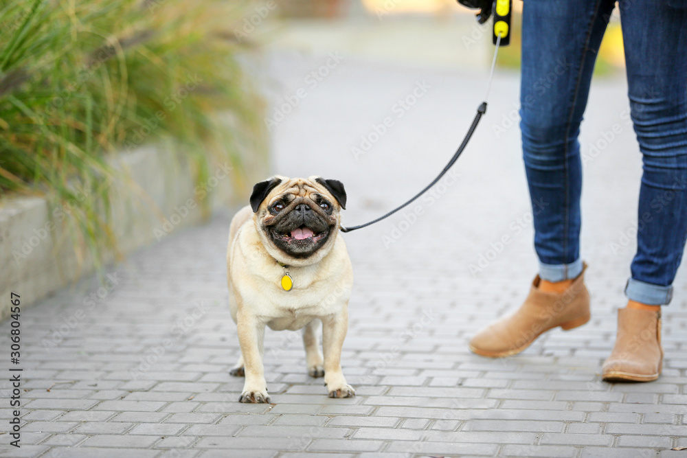 Cute pug dog with owner walking outdoors