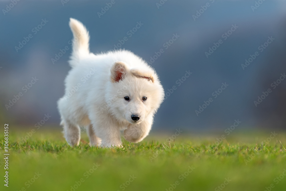 Puppy cute White Swiss Shepherd dog portrait on meadow