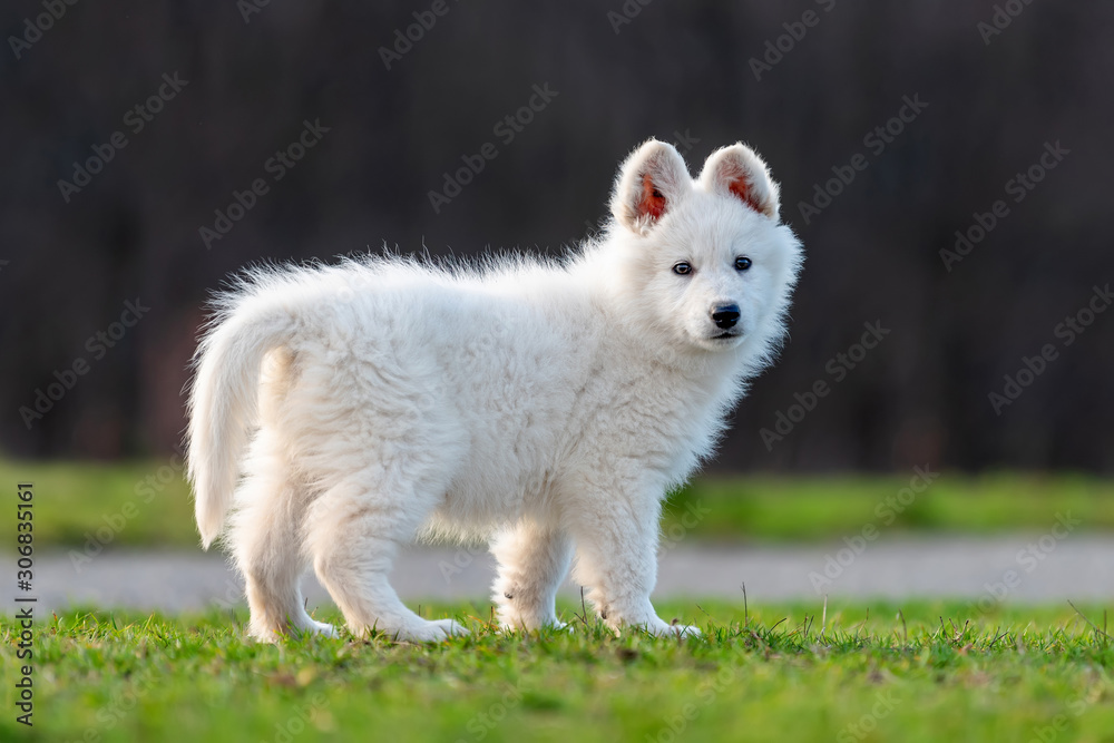 小狗可爱的白色瑞士牧羊犬在草地上的肖像