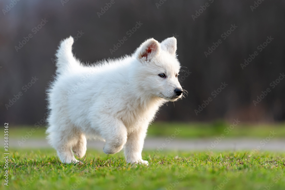 小狗可爱的白色瑞士牧羊犬在草地上的肖像