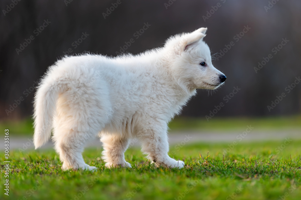 小狗可爱的白色瑞士牧羊犬在草地上的肖像