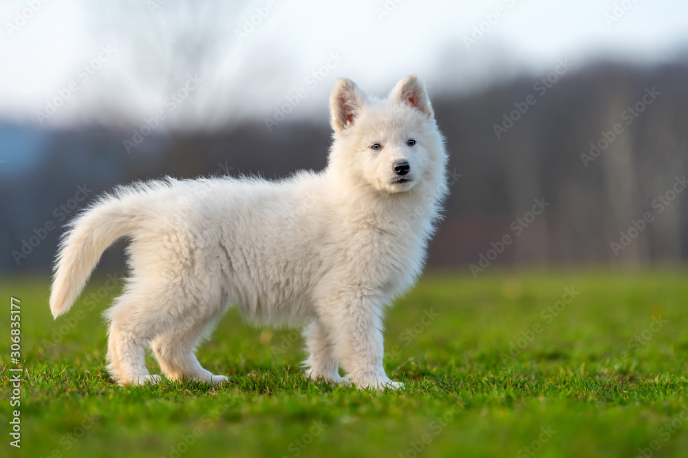 小狗可爱的白色瑞士牧羊犬在草地上的肖像