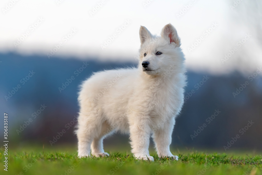 小狗可爱的白色瑞士牧羊犬在草地上的肖像