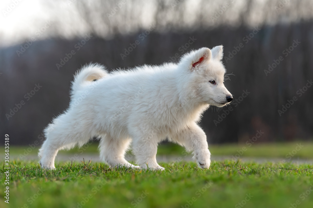 小狗可爱的白色瑞士牧羊犬在草地上的肖像