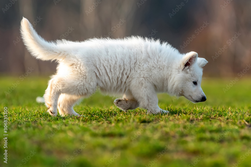 小狗可爱的白色瑞士牧羊犬在草地上的肖像