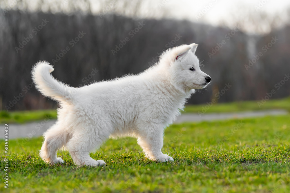 小狗可爱的白色瑞士牧羊犬在草地上的肖像