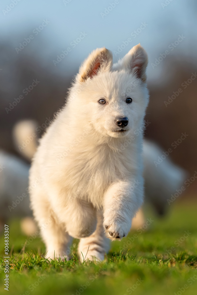 小狗可爱的白色瑞士牧羊犬在草地上的肖像