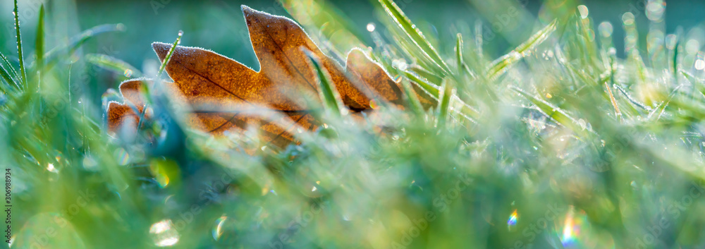 Frozen morning dew on an oak leaf lying on grass, panoramic image