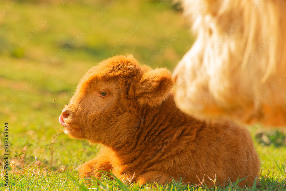 Highland calf resting beside its mother in the countryside on a summers day.