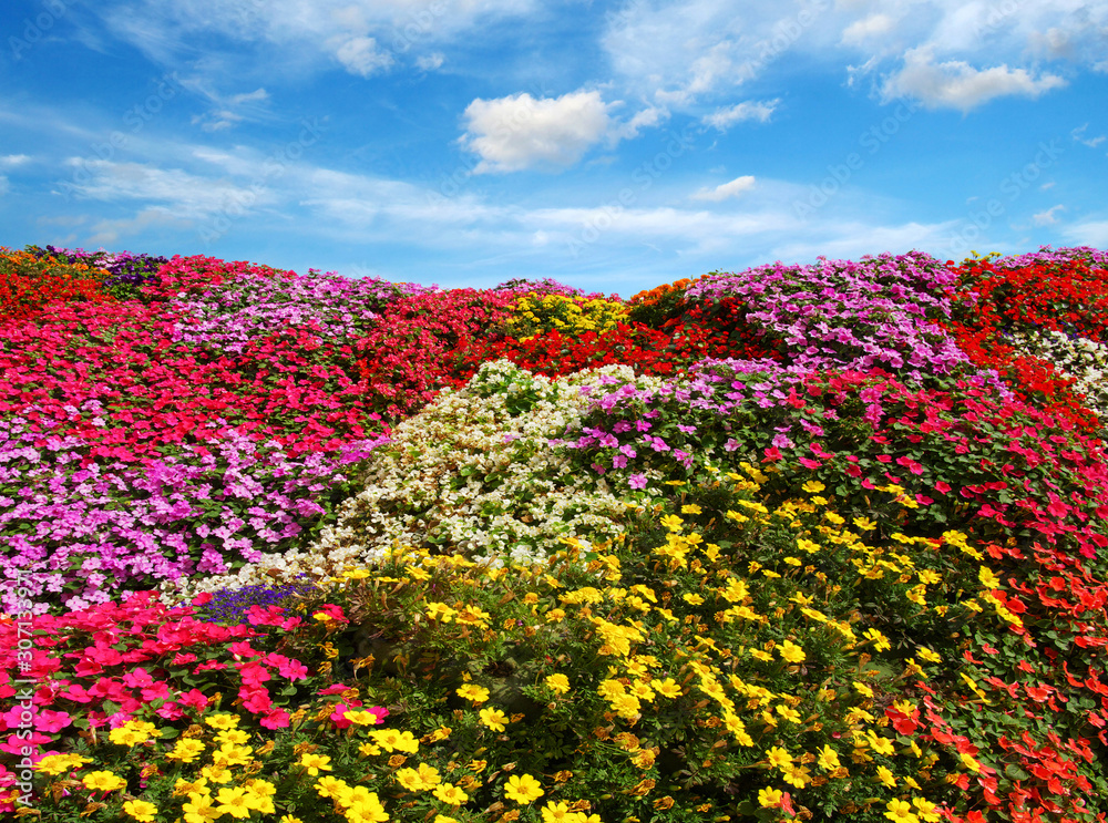 田野上盛开的花朵