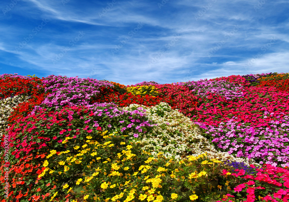 雏菊的田野