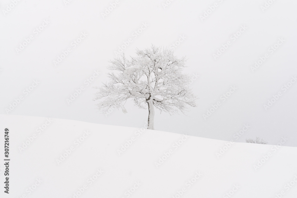 Amazing landscape with a lonely snowy tree