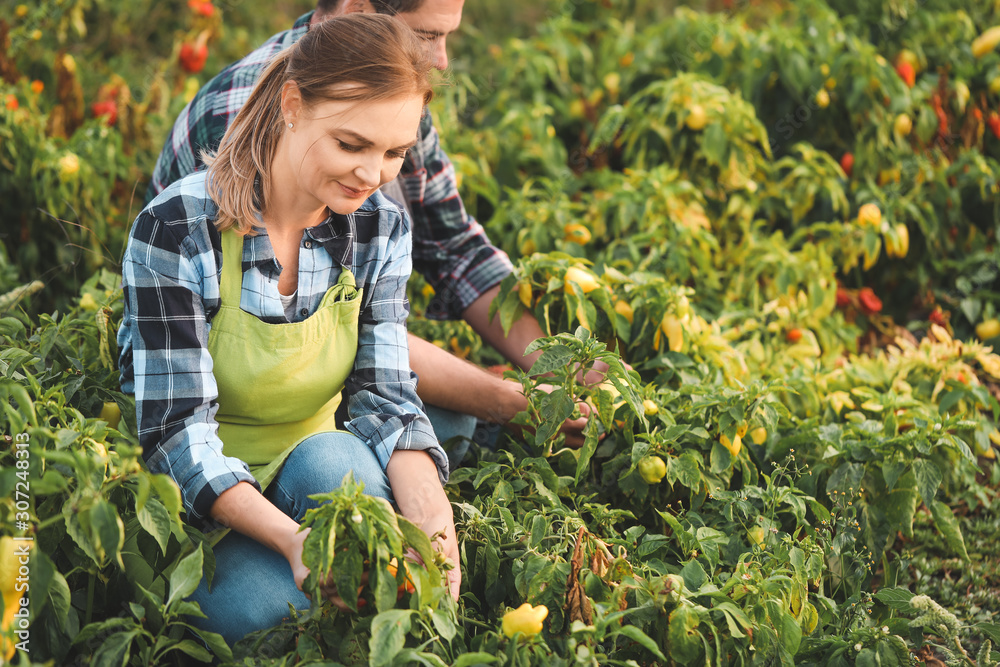 Agricultural engineers working in field